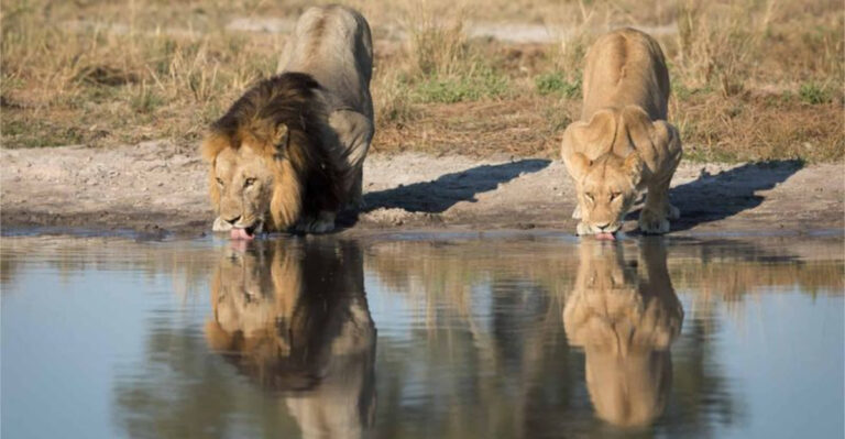 13 Common Lion Myths People Believe That Are Totally False In The Wild