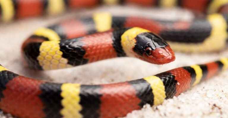 13 Coral Snake Myths That Modern Science Has Completely Debunked