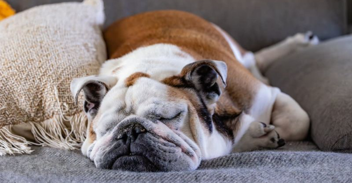 13 Cozy Dog Breeds That Turn Houses Into Homes