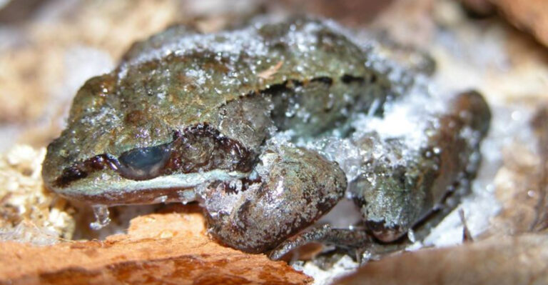 13 Creatures That Don’t Need To Eat To Survive