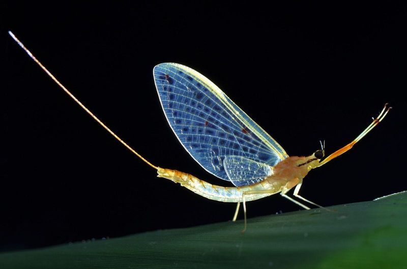 Mayfly – Life Measured In Hours