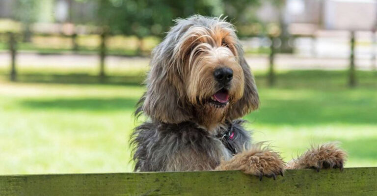 13 Curious Dog Breeds You’ll Love Having Around Your Home