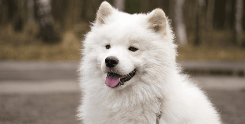 The Always-Smiling Samoyed