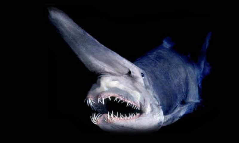 Goblin Shark: The Living Fossil With An Alien Face