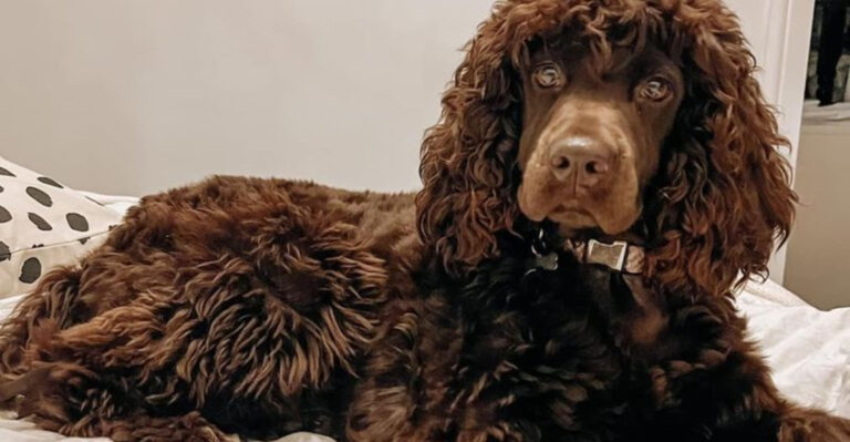 13 Dog Breeds Most People Will Never Get The Chance To Meet