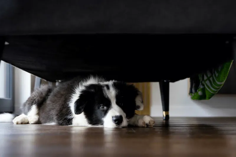Border Collies Become Weather Forecasters
