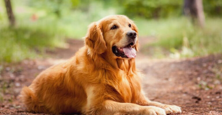 13 Dog Breeds Who Are The Best Listeners