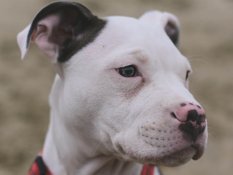 Pit Bull Terriers: The Misunderstood Nanny Dogs