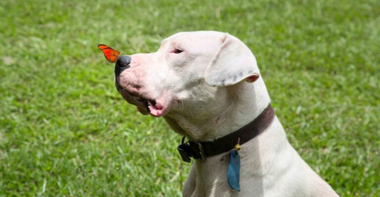 13 Dog Breeds With Bad Reputations: Do They Really Deserve It?