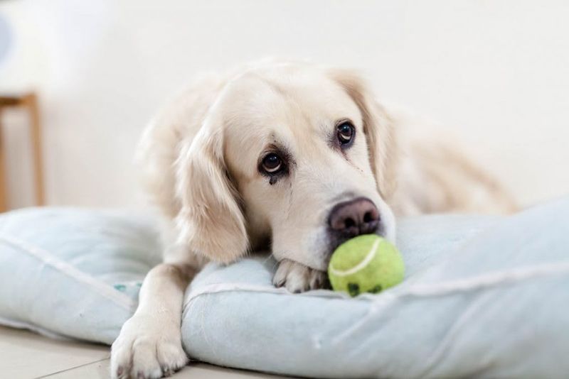 Tennis Balls With Loose Fuzz