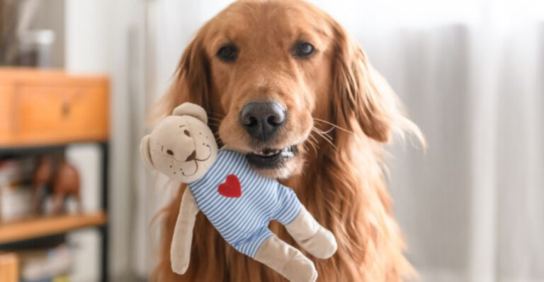 13 Dog Toys That Could Be Putting Your Dog’s Life At Risk