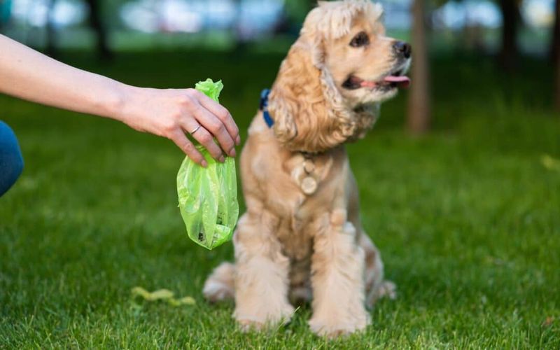 Choose Biodegradable Poop Bags