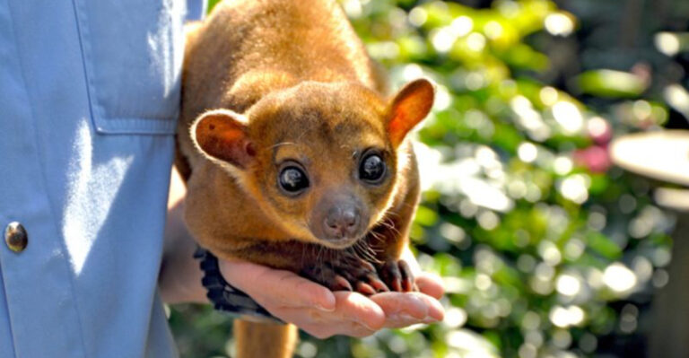13 Exotic Pets Millennials Regret Getting