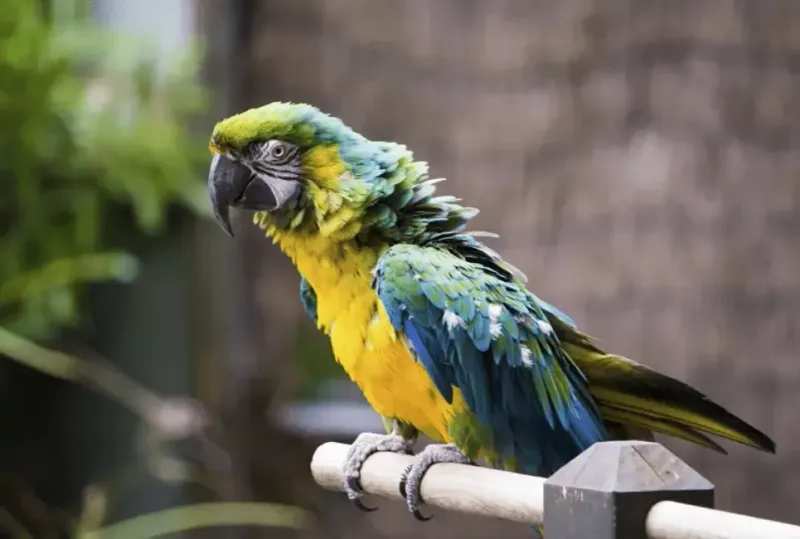 Macaws