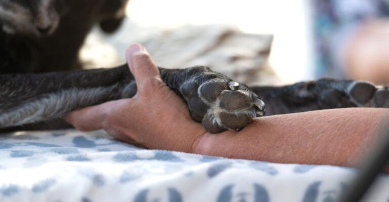 13 Experiences You’ll Face When Your Pet Passes Away At Home