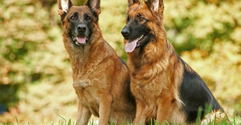 13 Facts That Clear Up The Confusion Between The Alsatian And German Shepherd