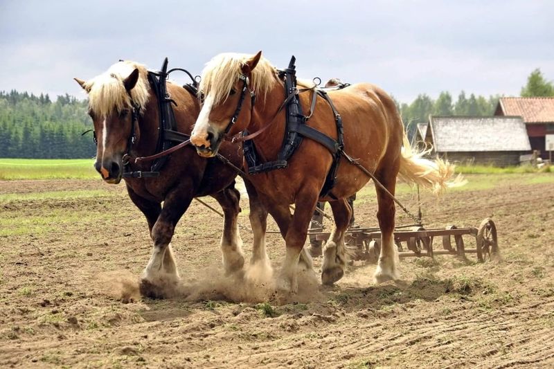 Draft Horses: Gentle Giants With Human-Like Bonds