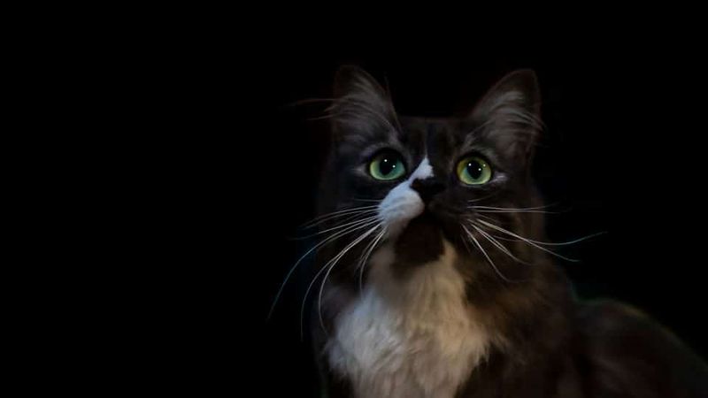 Cats Can See In Low Light