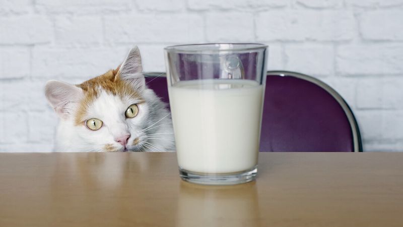 Milk And Dairy Products