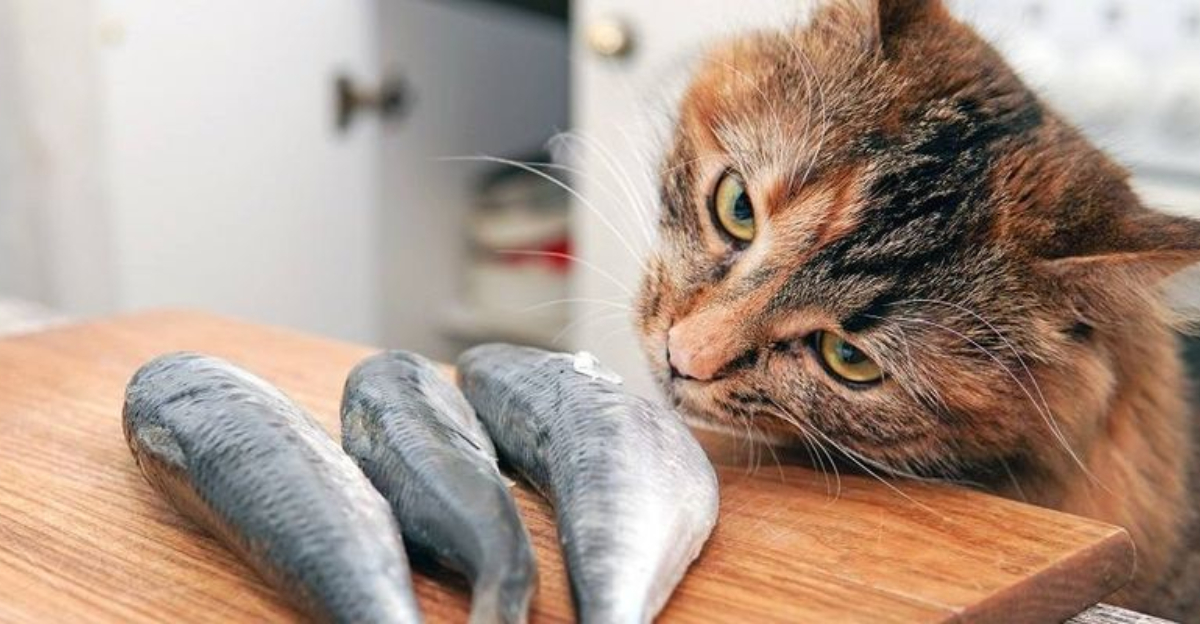 13 Foods Cats Love But Should Not Eat