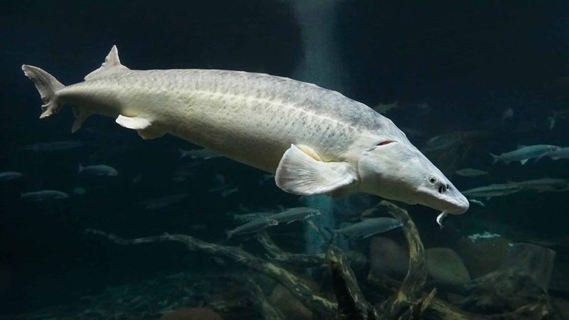 Beluga Sturgeon: River Dinosaur