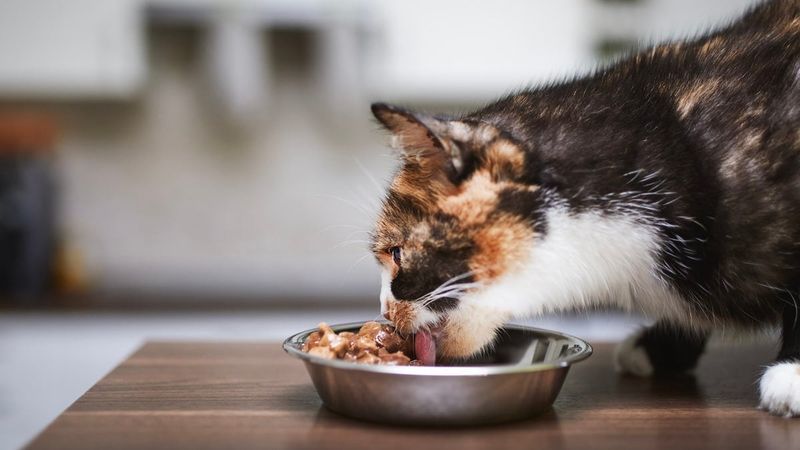 Feed Quality Food At Regular Times