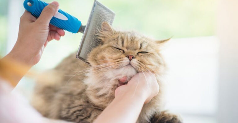 13 Golden Rules To Become The Best Cat Parent