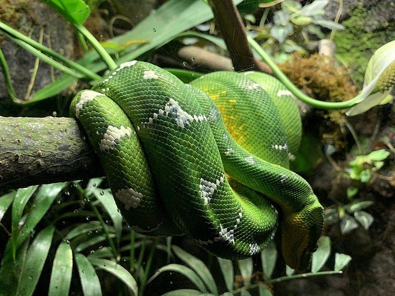 Emerald Tree Boa's Crushing Embrace
