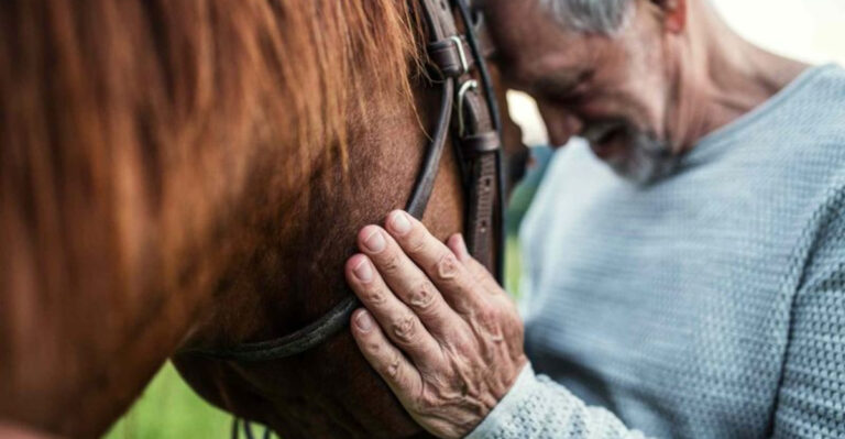 13 Heartfelt Ways Horses Say Goodbye Before Their Life Ends