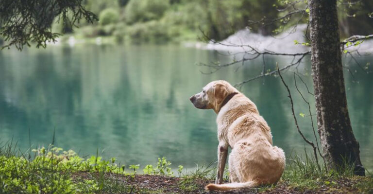 13 Heartfelt Ways Pets Say Goodbye Before Their Life Ends