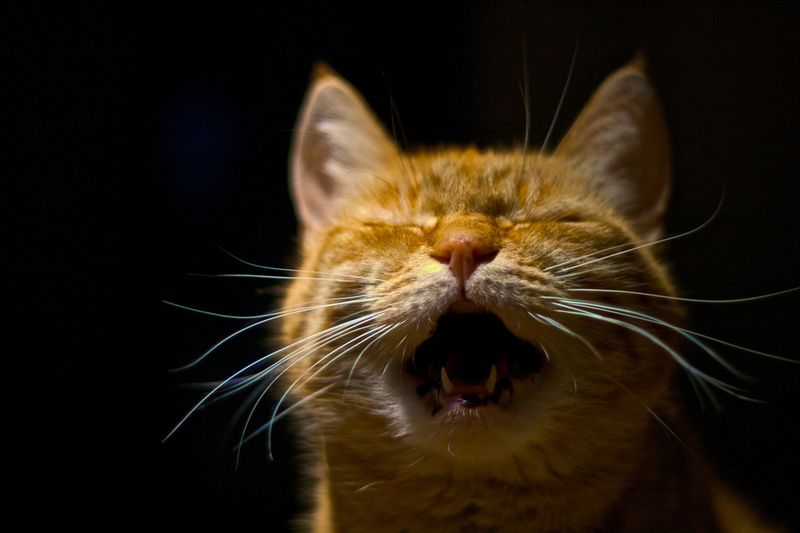 Midnight Yowling Sessions