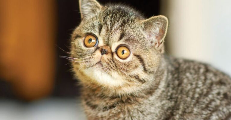 13 Hidden Signs Of Cognitive Impairment In Cats You Shouldn’t Ignore