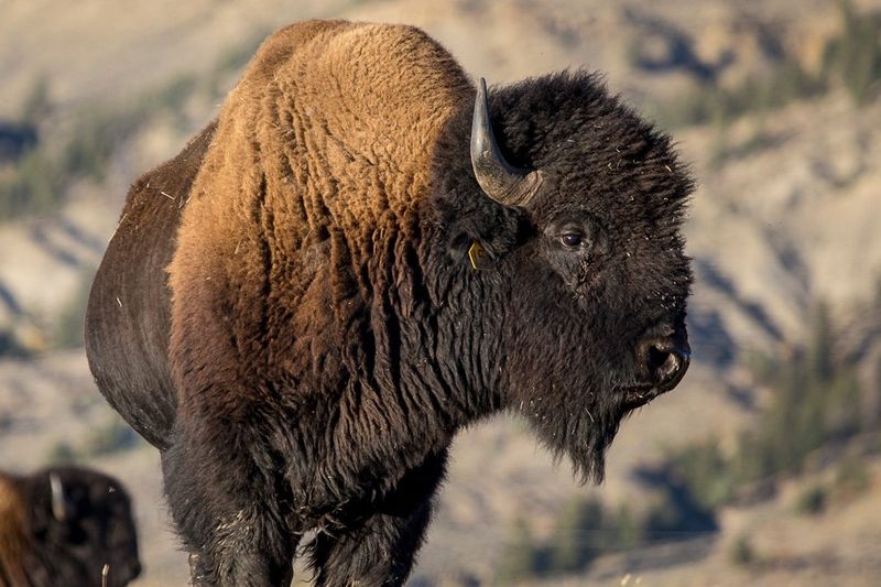 American Bison