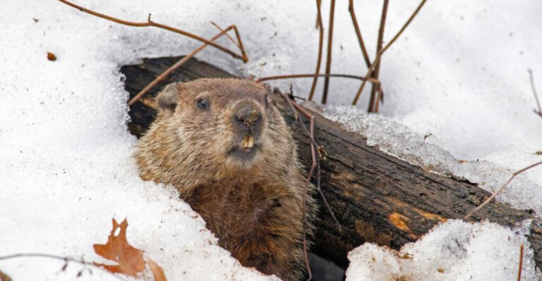 13 Highly Intelligent And 11 Most Dimwitted Animals In North America