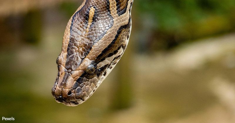 Burmese Python