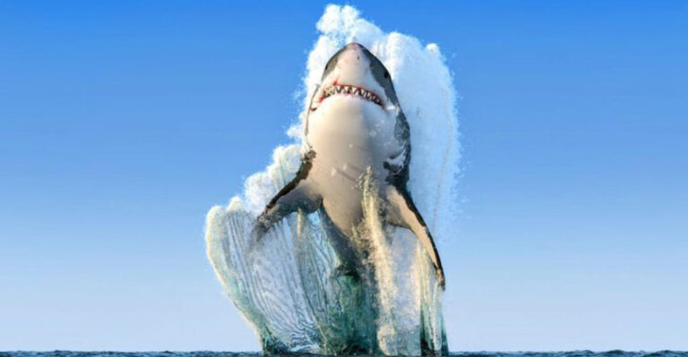 13 Key Differences Between Sharks And Other Predatory Fish