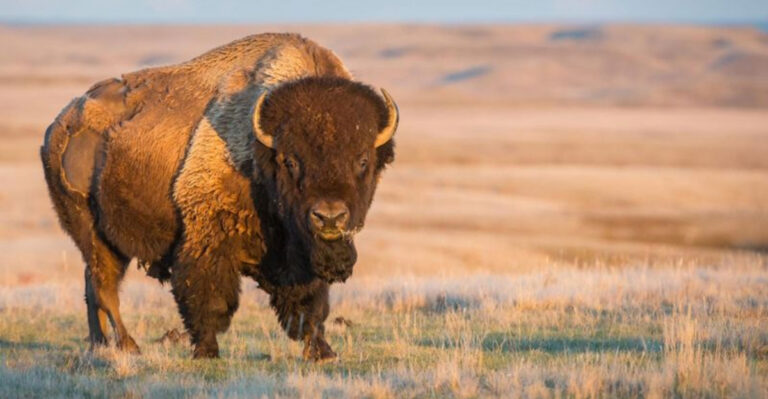 13 Largest Mammals In U.S. National Parks (Biggest In Size And Numbers)