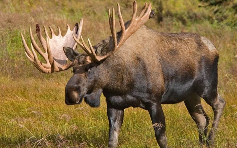 Alaska-Yukon Giant