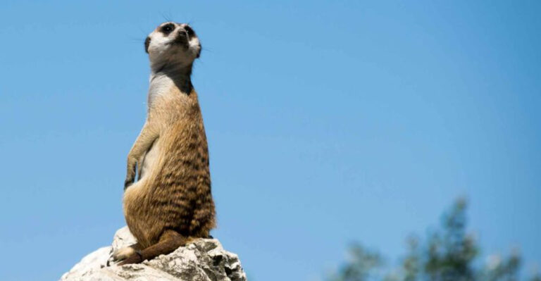 13 Life-Saving Signals Animals Use To Warn Others Of Predators