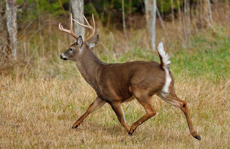 Tail-Flagging White-Tailed Deer