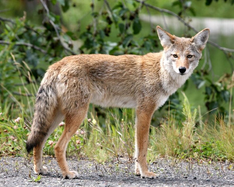 Coyotes: Silent Night Hunters
