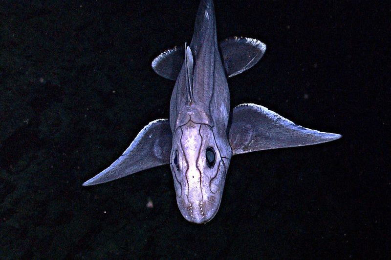 Ghost Shark's Eerie Appearance