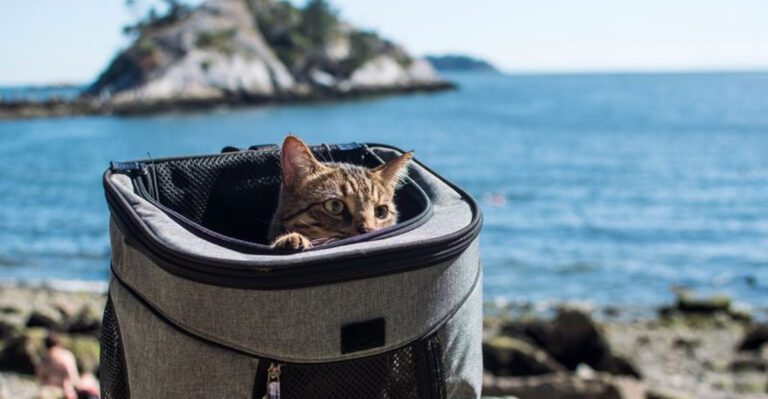 13 Must-Have Accessories For Cat Owners