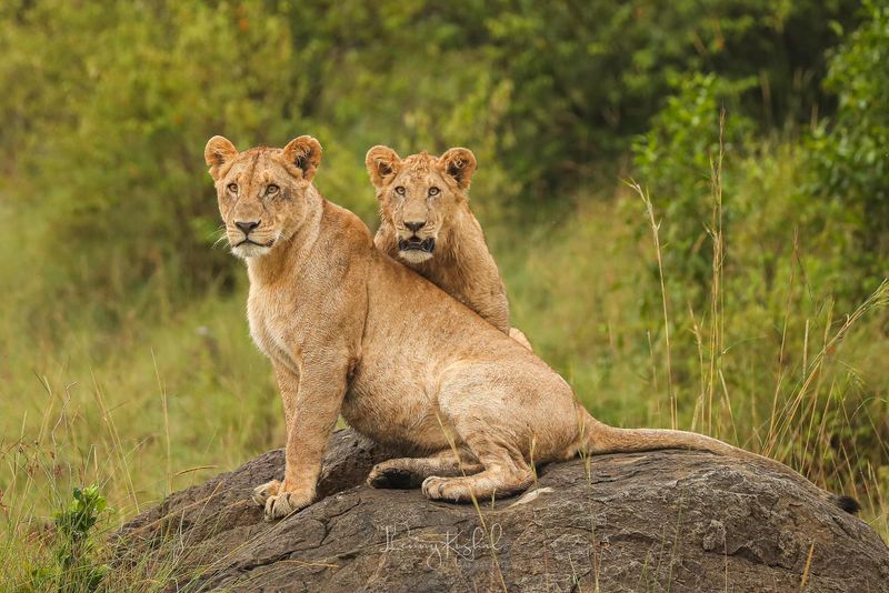 Masai Mara Lion Kingdom
