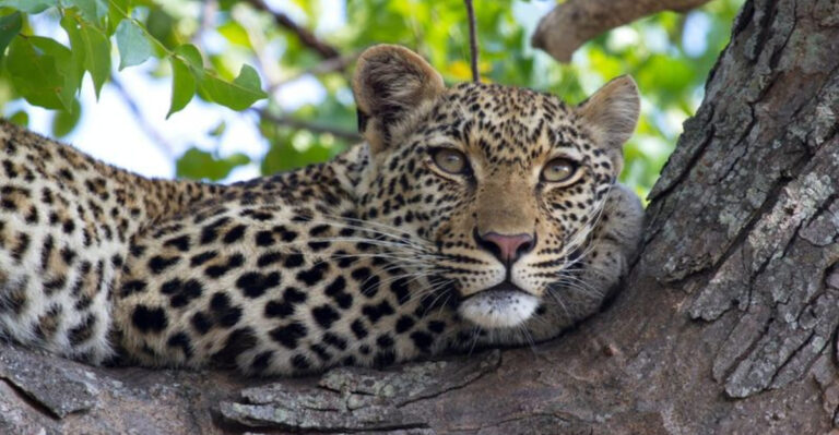 13 Must-See Travel Itineraries For Big Cat Safari Enthusiasts
