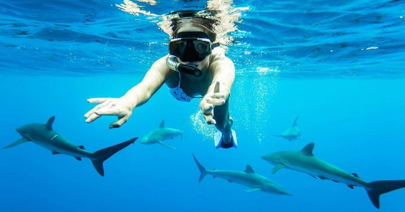 Sharks Are Man-Eaters
