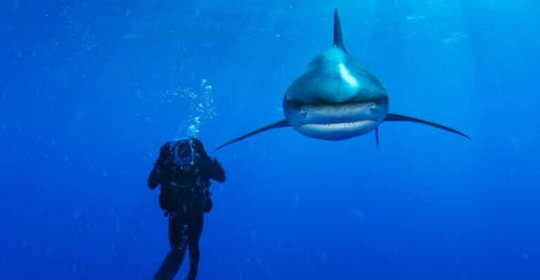 13 Myths About Sharks