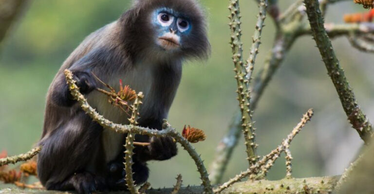 13 Of The Most Elusive Animals On Earth And How Scientists Finally Found Them