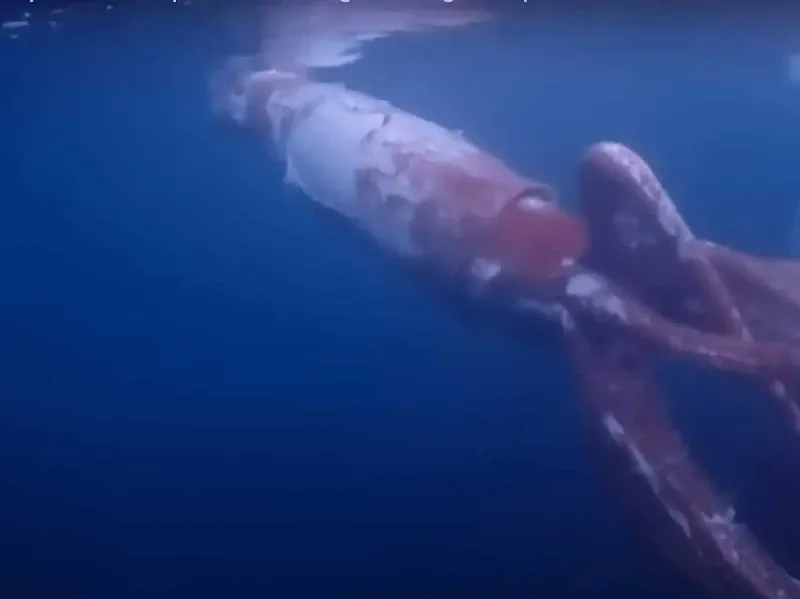 Giant Squid