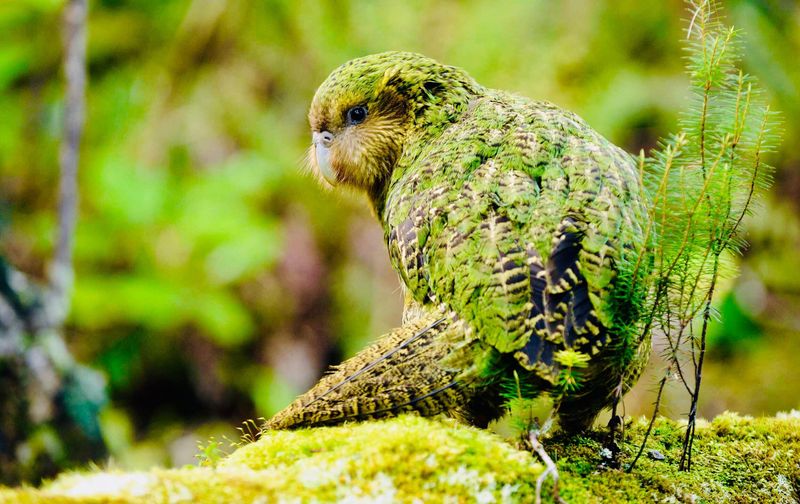Kākāpō: New Zealand's Flightless Parrot
